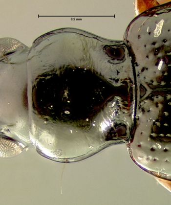 Media type: image;   Entomology 23861 Aspect: pronotum dorsal